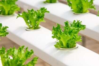 DIY Hydroponic Gardening